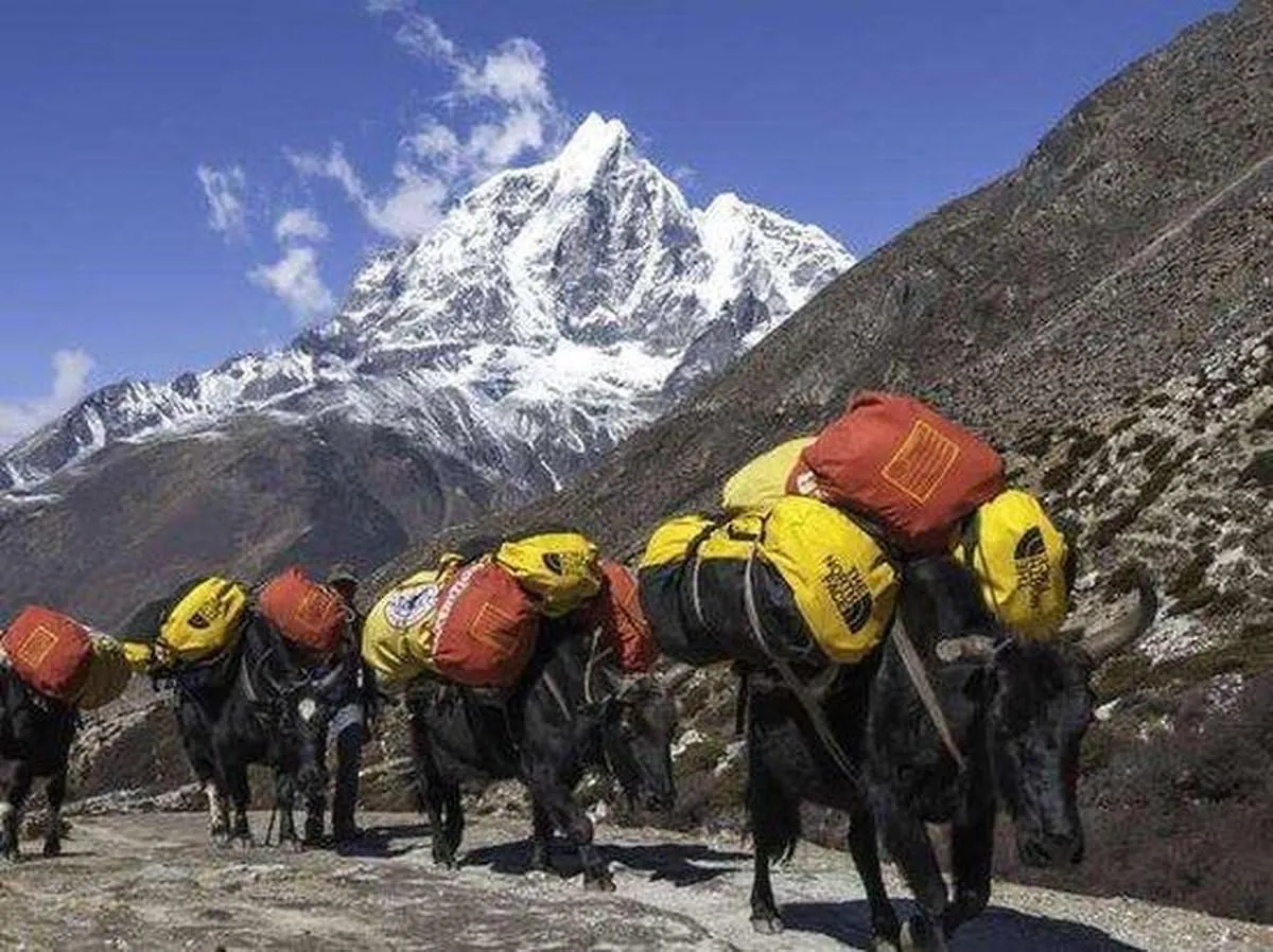 THE NORTH FACE Sport